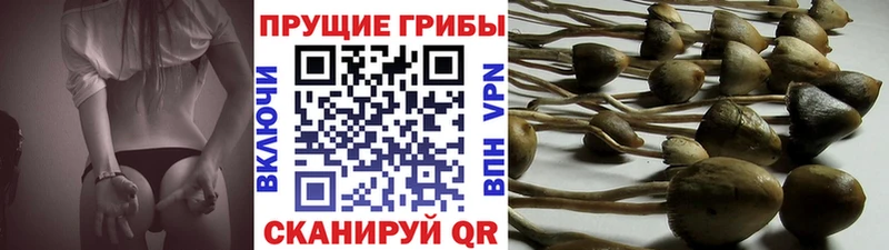 где купить наркоту  Кимовск  Галлюциногенные грибы мицелий 